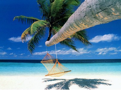 Palm Tree Overlooking a Beach